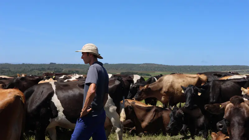 A farm manager walking among a dairy herd