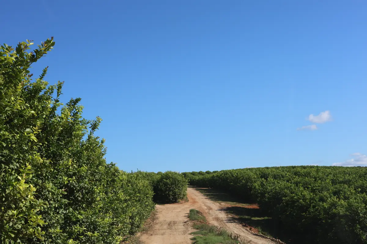 A dirt lane between citrus orchard blocks