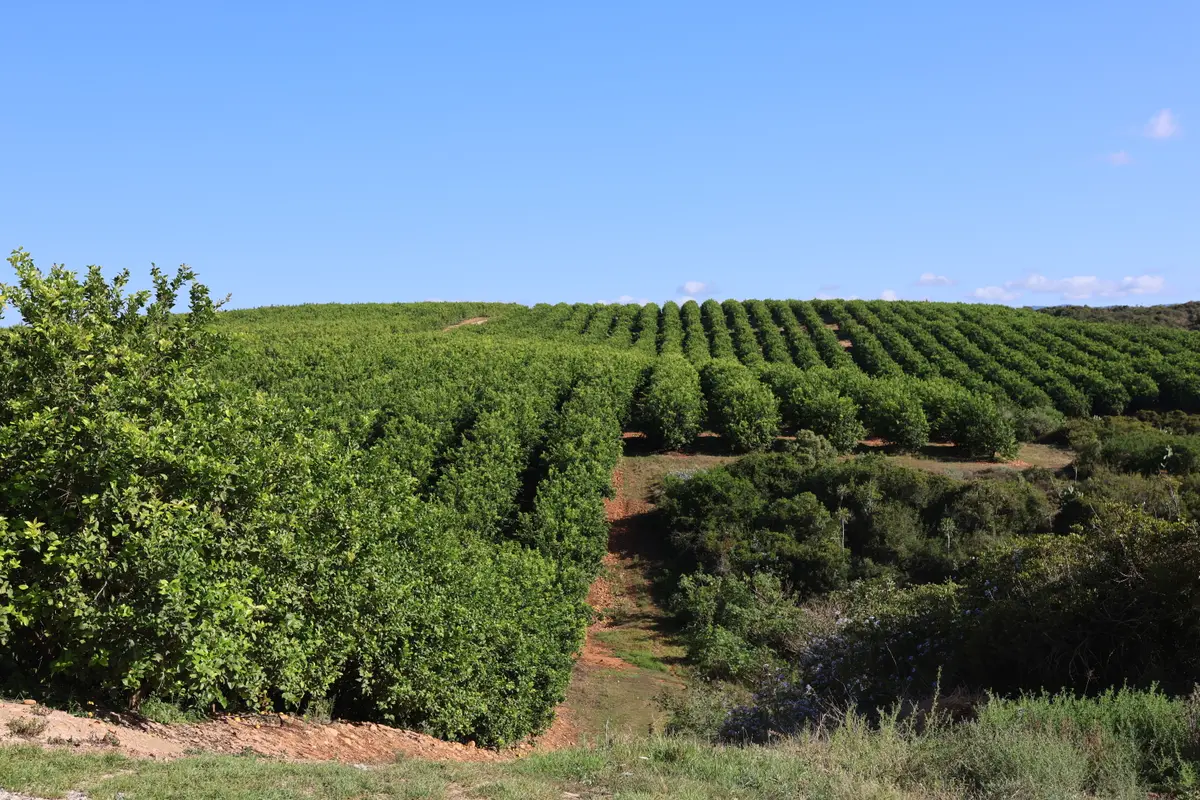 Rows of citrus trees across a hillside