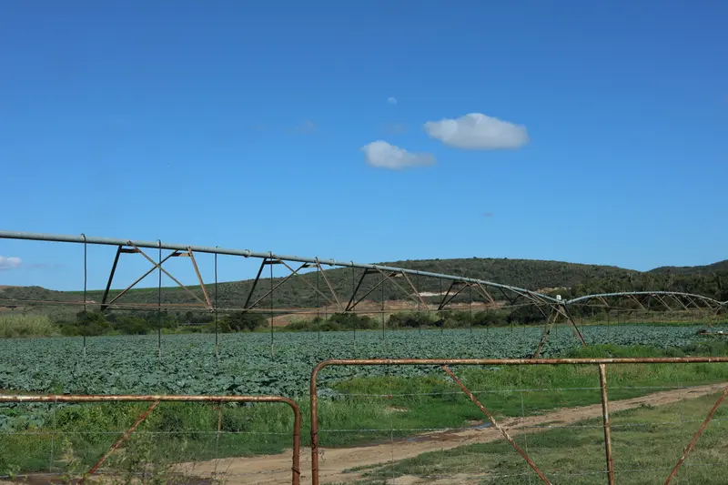 A centre pivot over a vegetable field