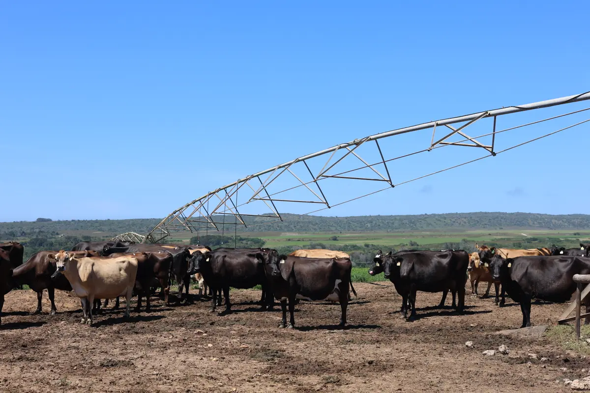 A dairy herd under a centre pivot